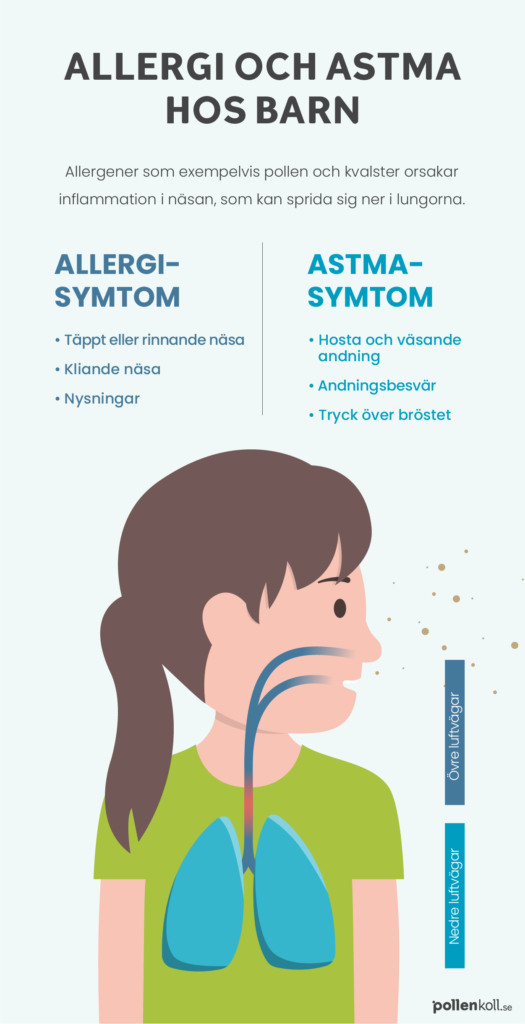 Infografik som beskriver ett möjligt samband mellan astma och allergi hos barn. Detaljer i infografiken listas nedan.