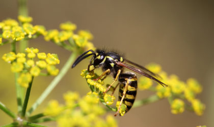 En geting sitter på en blomma. Allergi mot insektsstick är vanligare bland vuxna än barn.