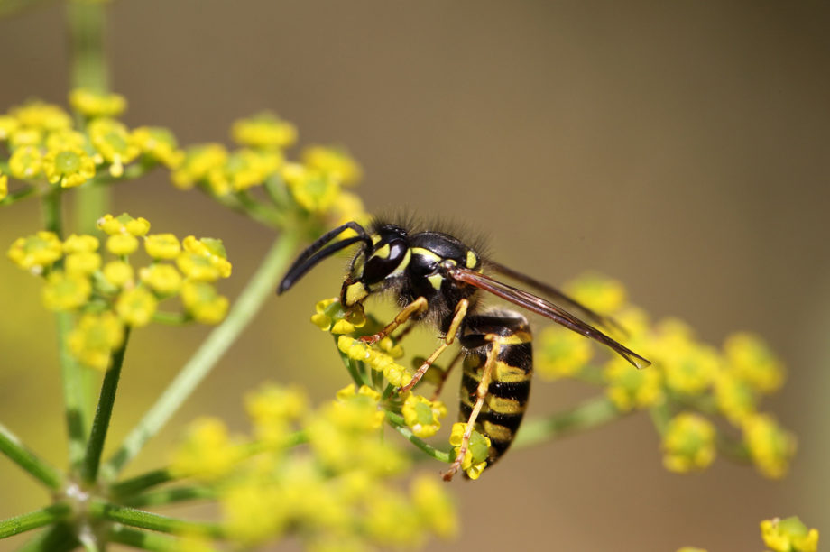 En geting sitter på en blomma. Allergi mot insektsstick är vanligare bland vuxna än barn.